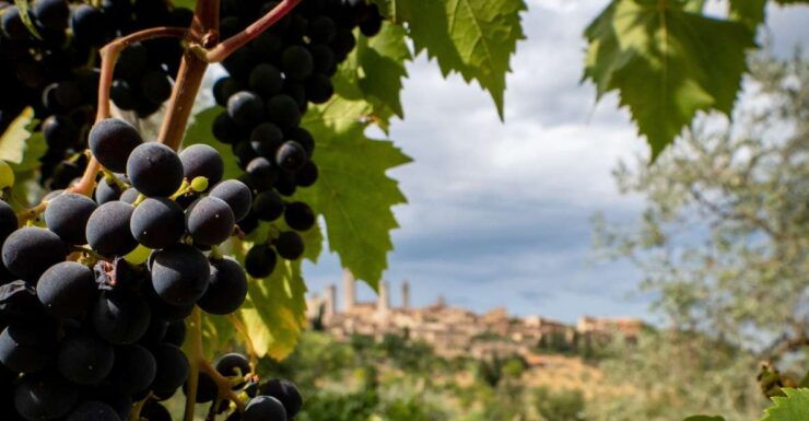 Montalcino: Historic Winery Tour With Two Wine Tastings - Live Tour Guide and Group Size