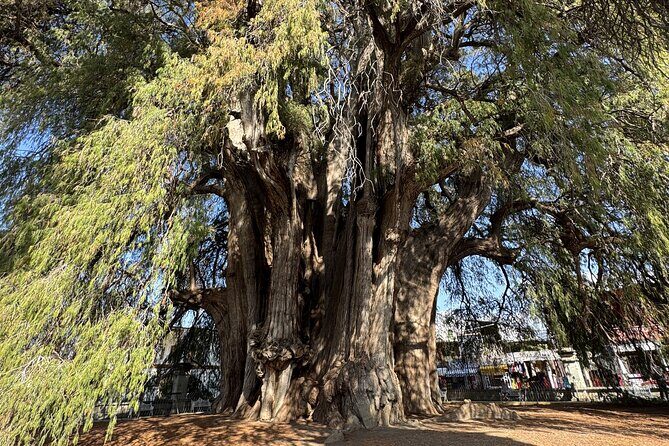 Monte Alban Mitla and More Tour of Oaxaca - Who Should Book This Tour?