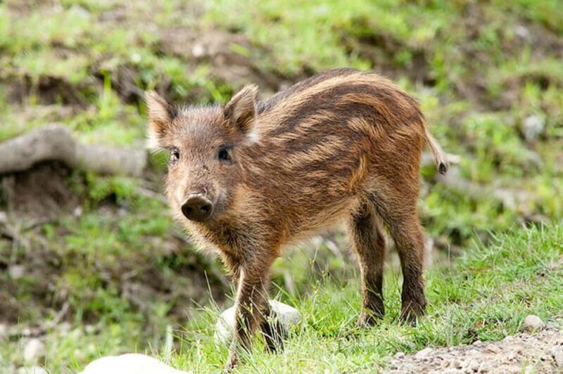 Montebello, QC: General Admission to Parc Omega - Good To Know