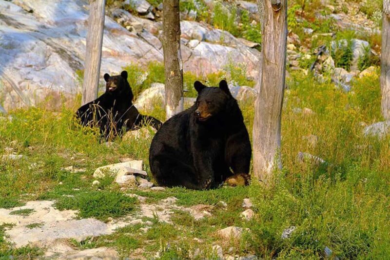 Montebello, QC: General Admission to Parc Omega - Family-Friendly Features and Practical Details