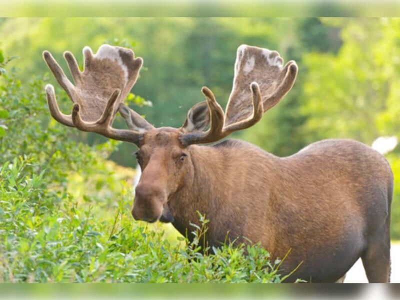Montebello, QC: General Admission to Parc Omega - Value for Money and Overall Experience