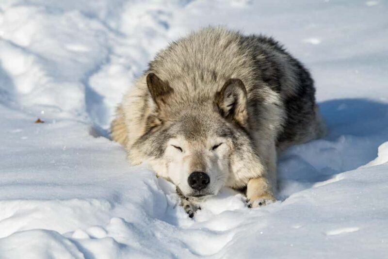 Montebello, QC: General Admission to Parc Omega - Final Thoughts