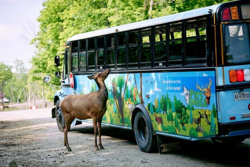 Montebello, QC: Morning VIP Tour at Parc Oméga - Who Would Love This Experience?