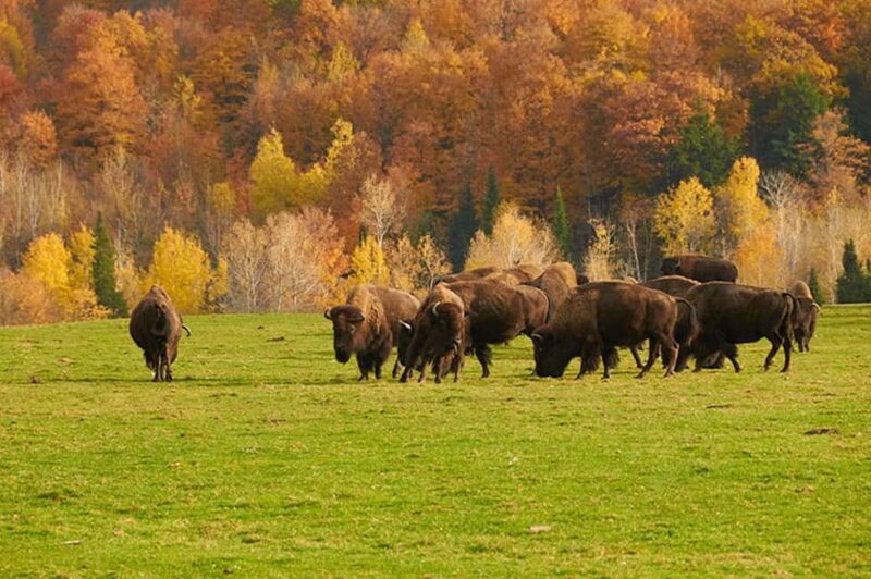 Montebello, QC: Morning VIP Tour at Parc Oméga - The Sum Up