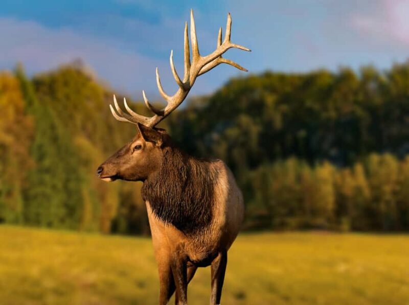 Montebello, QC: Morning VIP Tour at Parc Oméga - FAQ