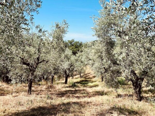 Montecatini Terme: Olive Grove Tour With Oil Tasting - Directions