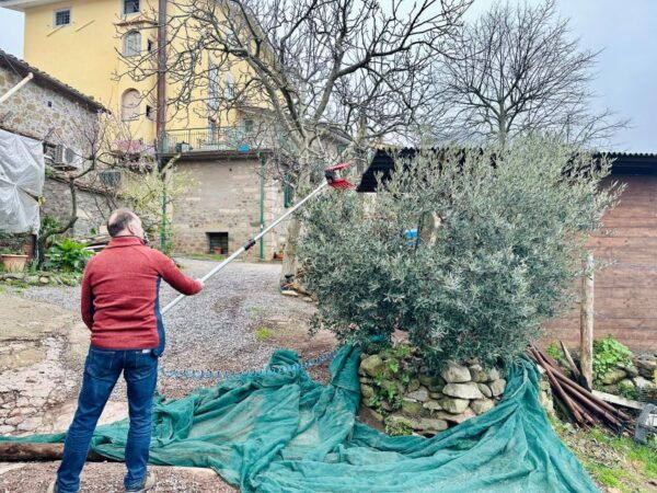 Montecatini Terme: Olive Grove Tour With Oil Tasting - Frequently Asked Questions