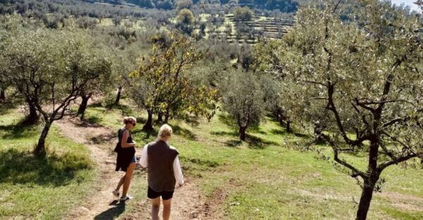 Montecatini Terme: Olive Grove Tour With Oil Tasting - The Sum Up