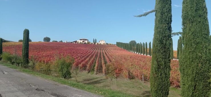Montefalco and Bevagna Wine Tasting Full-Day Tour - Tour Price and Duration