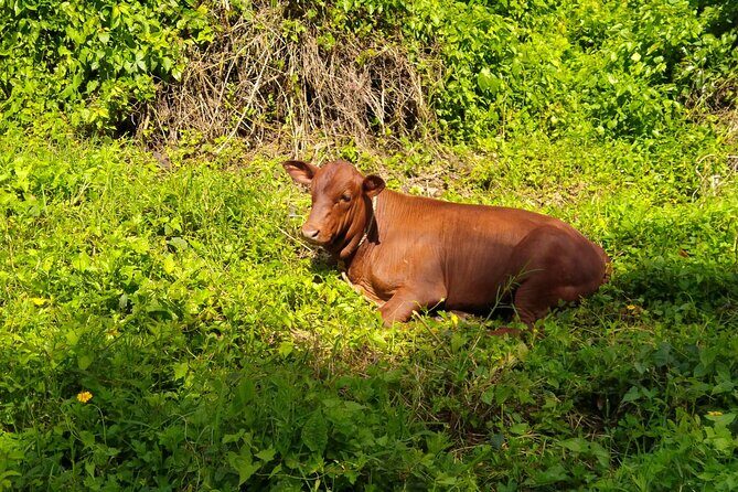 MONTEGO BAY City Highlights Tour - A Deep Dive into the Montego Bay City Highlights Tour