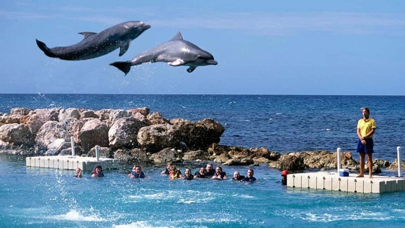 Montego Bay: Dolphin Cove Ocho Rios Day Trip with Transfers - Overview of the Tour
