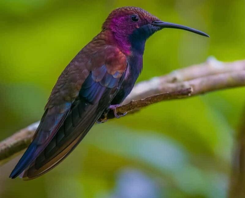 Montego Bay/Falmouth: Rockland Bird Sanctuary Private Tour - What is Rockland Bird Sanctuary and Why Visit?  