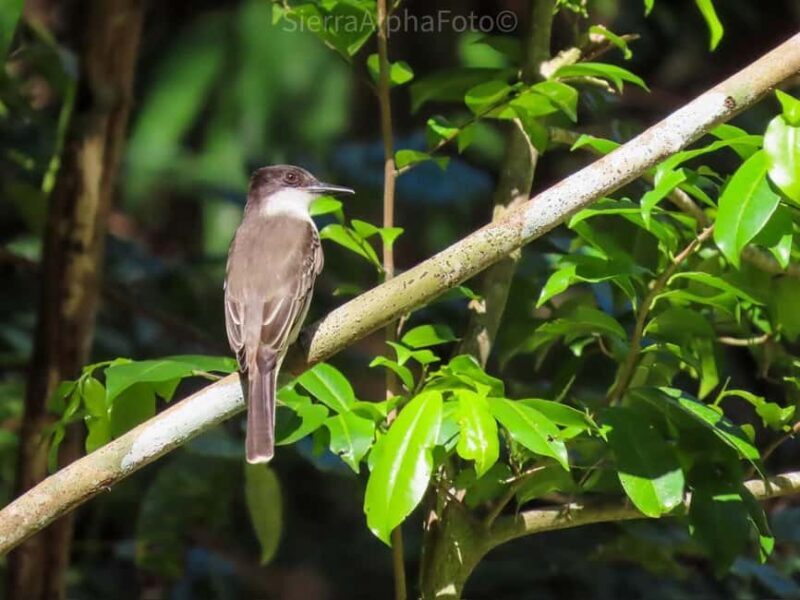 Montego Bay/Falmouth: Rockland Bird Sanctuary Private Tour - The Experience: What Will You Actually Do?  