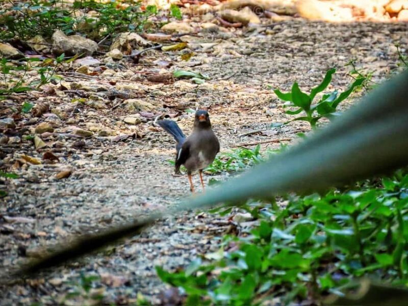 Montego Bay/Falmouth: Rockland Bird Sanctuary Private Tour - Conservation and Supporting Local Efforts  