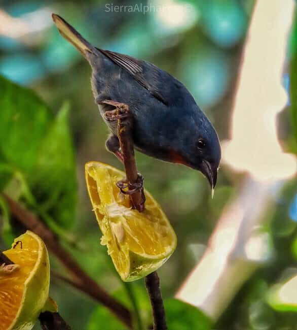 Montego Bay/Falmouth: Rockland Bird Sanctuary Private Tour - Practical Details: Duration, Price, and Group Size  
