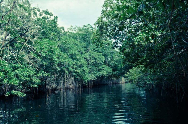 Montego Bay: Half-Day Black River Safari - Practical Details and What to Expect