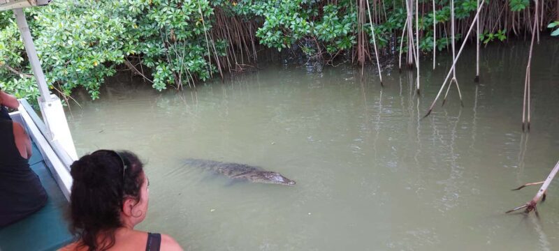 Montego Bay: Half-Day Black River Safari - Who Will Love This Tour?