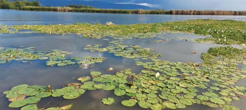 Montego Bay: Half-Day Black River Safari - FAQ