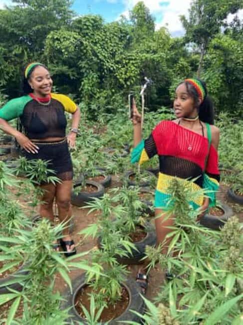 Montego Bay: Marijuana Farm and Bird Sanctuary Tour - Good To Know