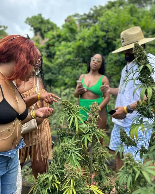 Montego Bay Marijuana Farm Private Tour - Good To Know