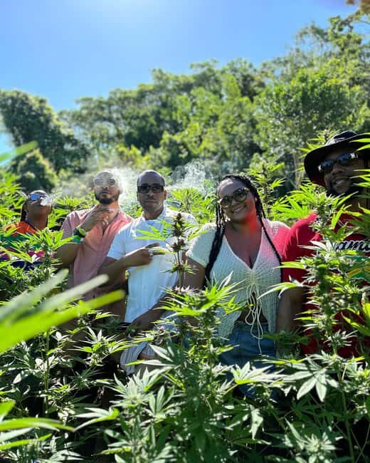 Montego Bay: Marijuana Farm Private Tour with Transportation - Explore Jamaica’s Cannabis Culture with a Private Marijuana Farm Tour in Montego Bay