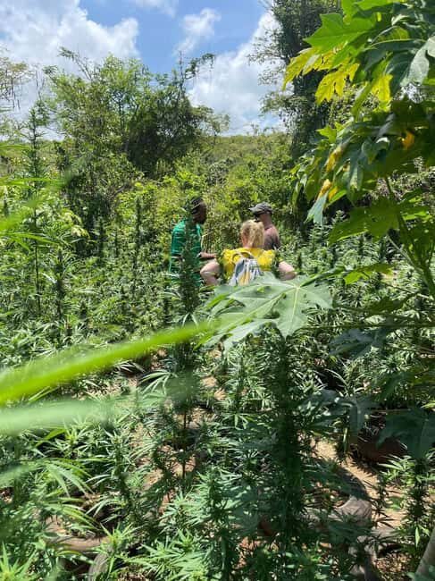 Montego Bay: Marijuana Farm Private Tour with Transportation - Why This Tour Works for Different Travelers