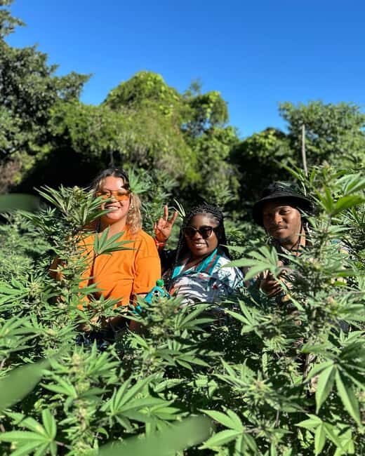 Montego Bay: Marijuana Farm Private Tour with Transportation - FAQ