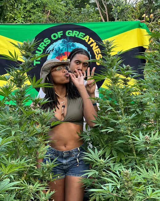 Montego Bay Marijuana Farm Tour - Good To Know