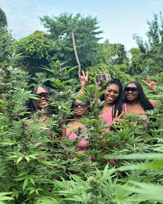 Montego Bay Marijuana Farm Tour - What Makes This Tour Special?