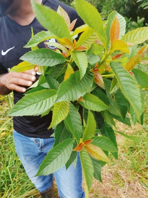 Montego Bay: The Great Kids Quest to the South Coast - Is It Worth the Price?  