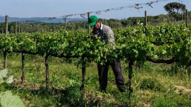 MONTEMELINO RARE WINES SELECTION - A Closer Look at the Montemelino Rare Wines Selection