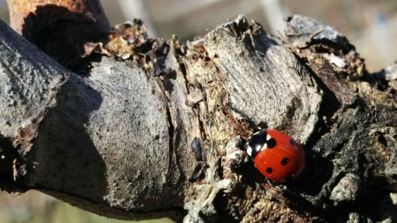 MONTEMELINO RARE WINES SELECTION - Why This Tour Is a Great Choice