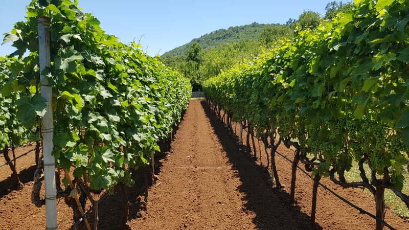 Montenegro: Nature, Locals & Wine Tour - Good To Know