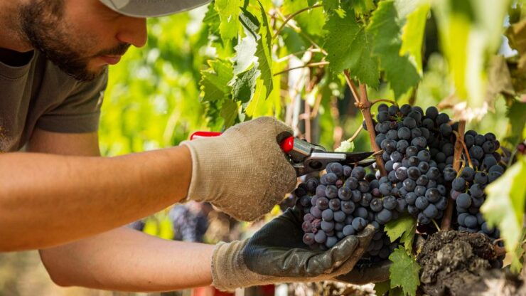 Montepulciano: Learn How To Taste Wine - Wine Tasting Experience Highlights