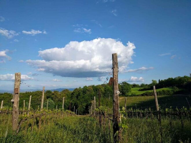 MONTEPULCIANO - PIC NIC WITH WINE! SURROUNDED BY VINEYARDS - Picnic With a View