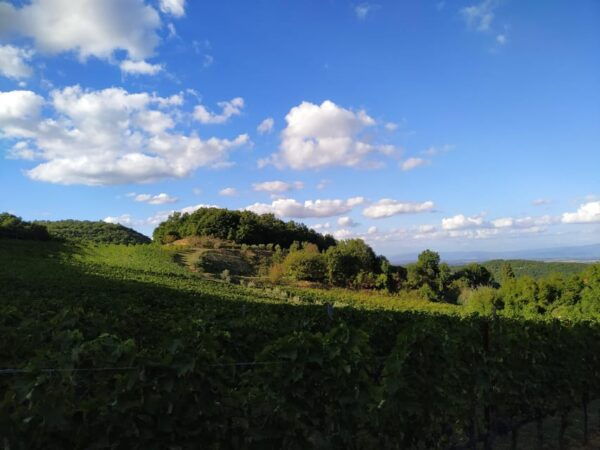 MONTEPULCIANO - PIC NIC WITH WINE! SURROUNDED BY VINEYARDS - Customer Feedback