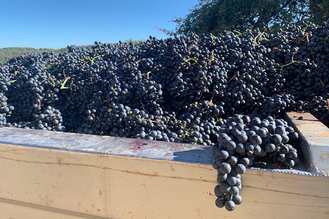 Montepulciano Pienza Montalcino Tour From Florence - Local Culture and Traditions