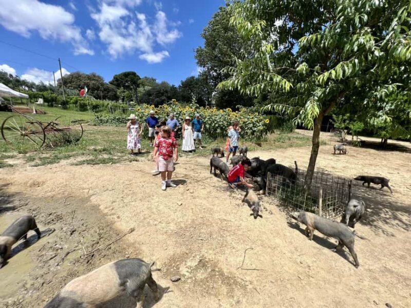 Montepulciano: Pig Farm Tour with Traditional Lunch - FAQs