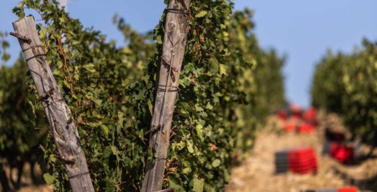 Montepulciano: Tuscan Winery Tours With Wine Tastings - Activity Highlights
