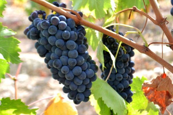 Montepulciano Wine & Cheese Tour With Lunch From Florence - The Sum Up