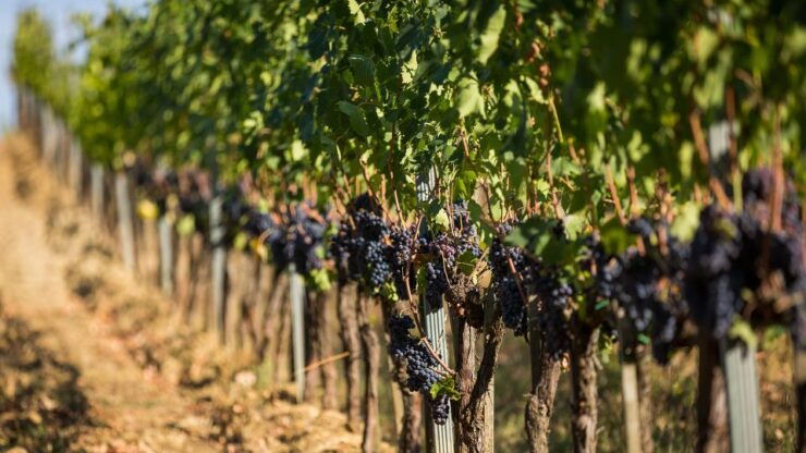 Montepulciano: Wine Tasting in the Tuscan Countryside - Pricing and Duration