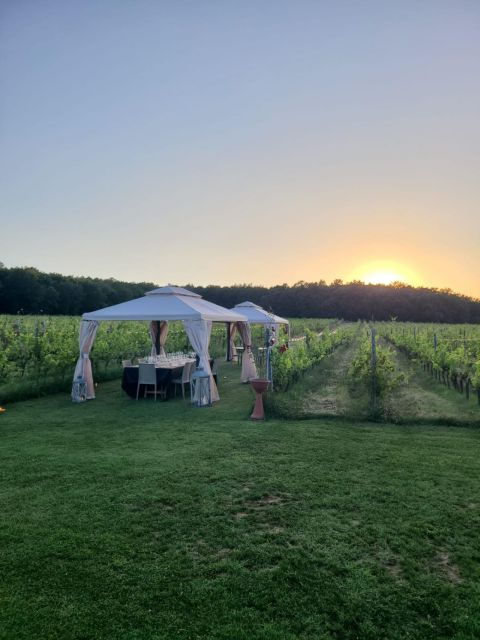 Montepulciano: Winery Tour, Tasting, and Vineyard Picnic - Picnic Lunch in the Vineyard