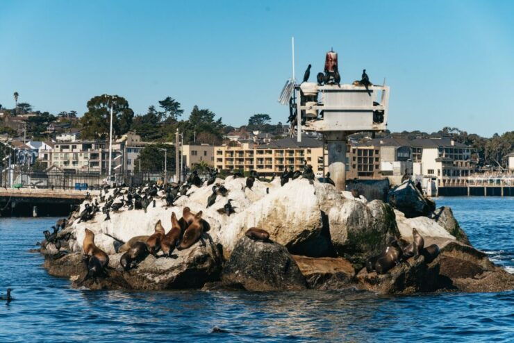 Monterey Bay: Whale Watching Tour - Experience Highlights and Wildlife Encounters