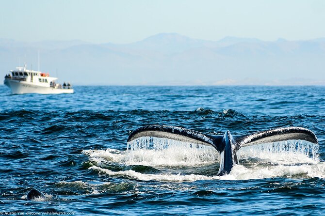 Monterey, California Family-Friendly Whale-Watching Boat Tour  - Monterey & Carmel - Tour Overview and Details