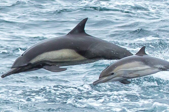 Monterey, California Family-Friendly Whale-Watching Boat Tour  - Monterey & Carmel - Traveler Photos and Reviews