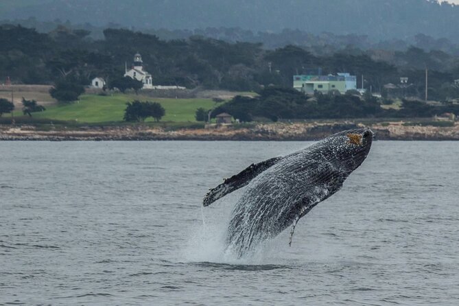 Monterey, California Family-Friendly Whale-Watching Boat Tour  - Monterey & Carmel - Tour Highlights