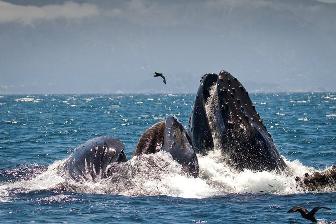 Monterey, California Family-Friendly Whale-Watching Boat Tour  - Monterey & Carmel - Directions and Logistics