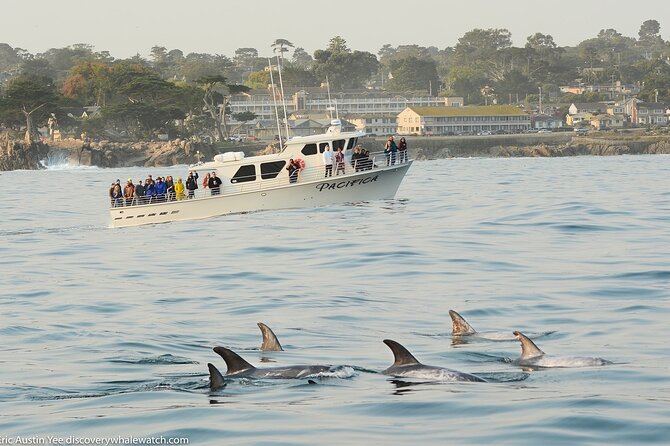 Monterey, California Family-Friendly Whale-Watching Boat Tour  - Monterey & Carmel - The Sum Up