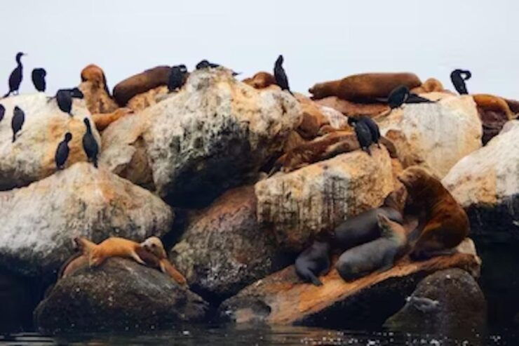 Monterey: Cannery Row Kayak Tour - Experience Highlights