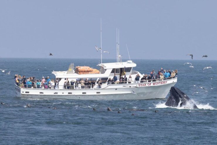 Monterey: Monterey Bay Dolphin and Whale Watching Boat Tour - Tour Duration and Cancellation Policy